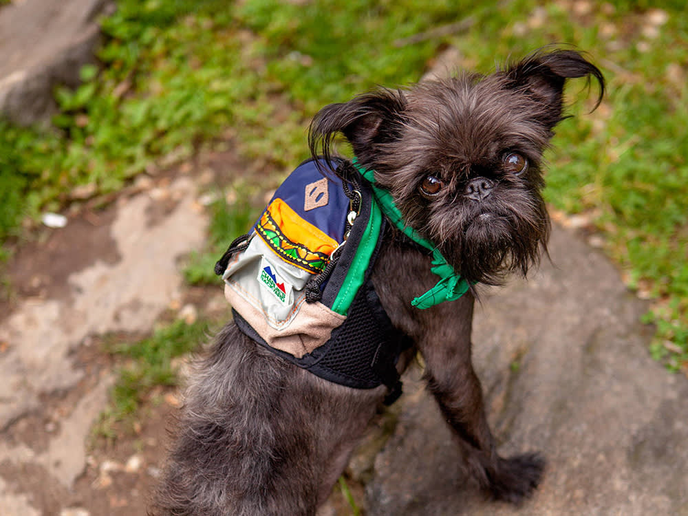 Let Your Dog Carry Their Own Poop Bags