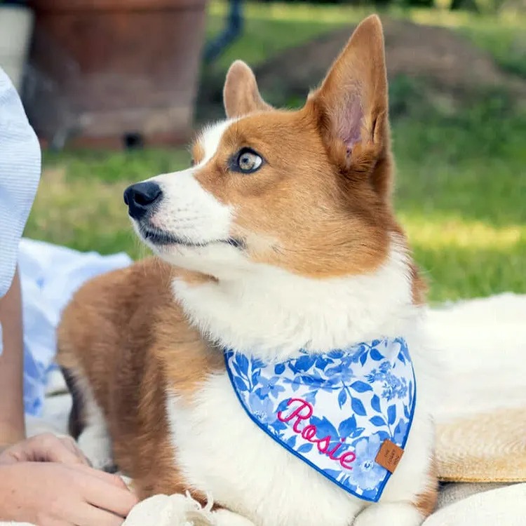 The One Dog Accessory That Doesn't Annoy Your Dog: 9 Bandanas Worth It