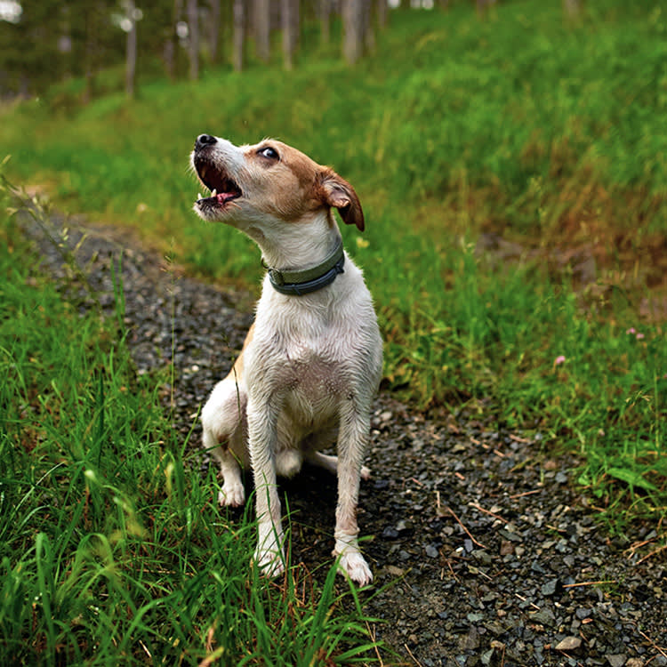Your Dog Is Never Barking at Nothing. You Just Can't Hear It.
