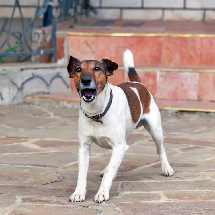 There's No National Dog-Barking Law. Here's What Actually Gets You Fined