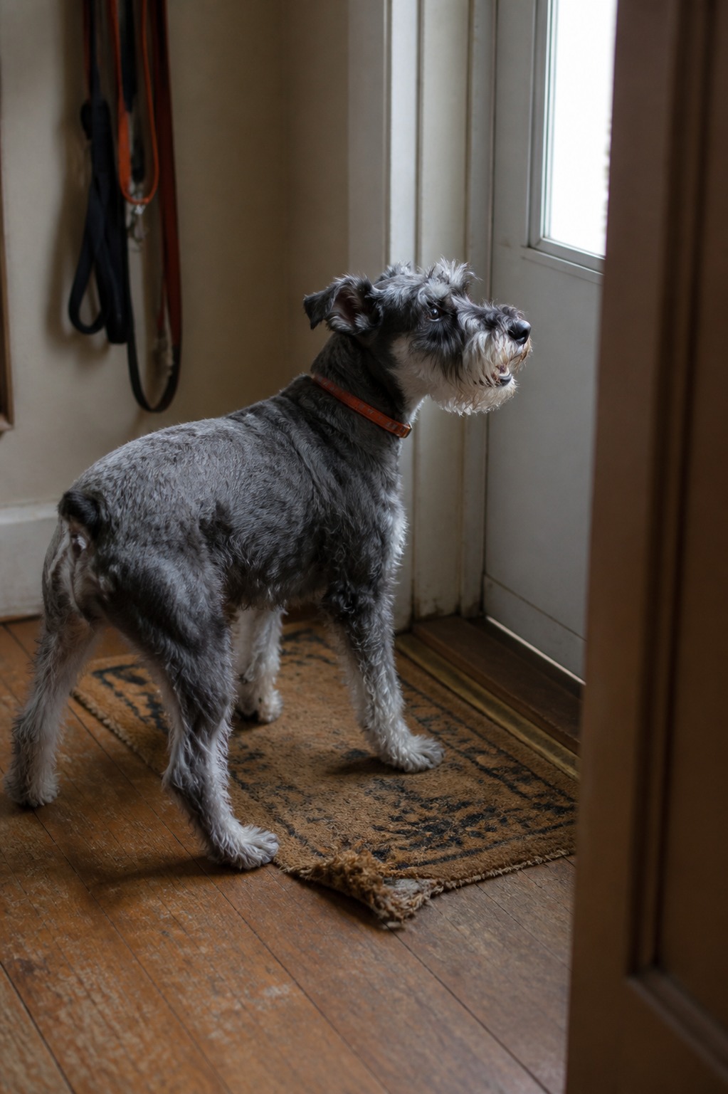 That Repeated Bark Isn't Random. Your Dog Is Saying One Specific Thing.