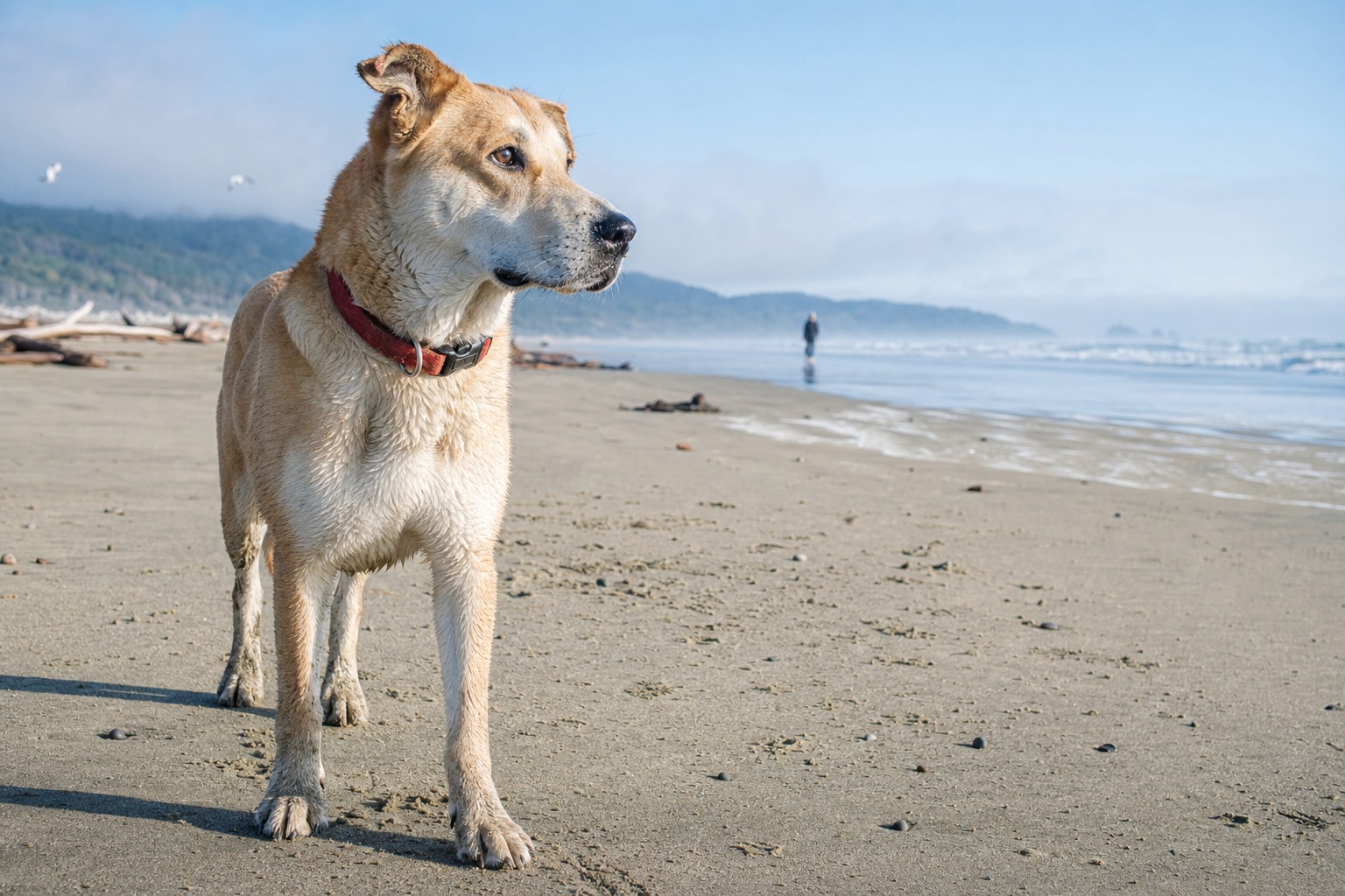 The Famous Dog Beaches Are a Zoo. These 10 Hidden Ones Aren't.