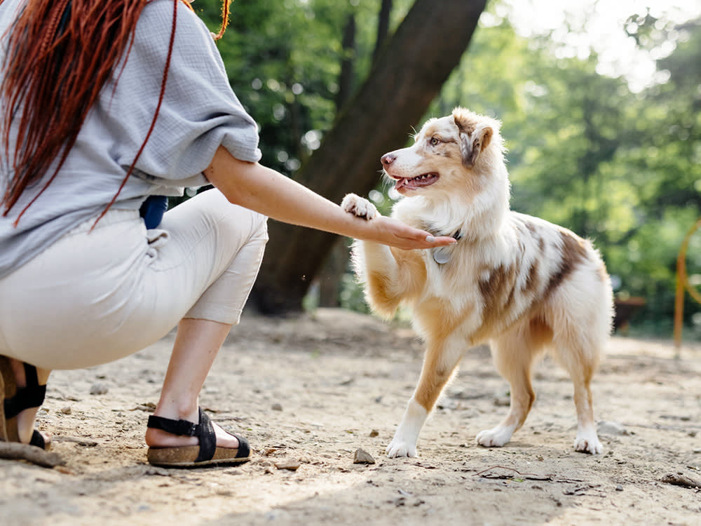 8 Things 'Everyone Knows' About Dogs That Are Flat Wrong