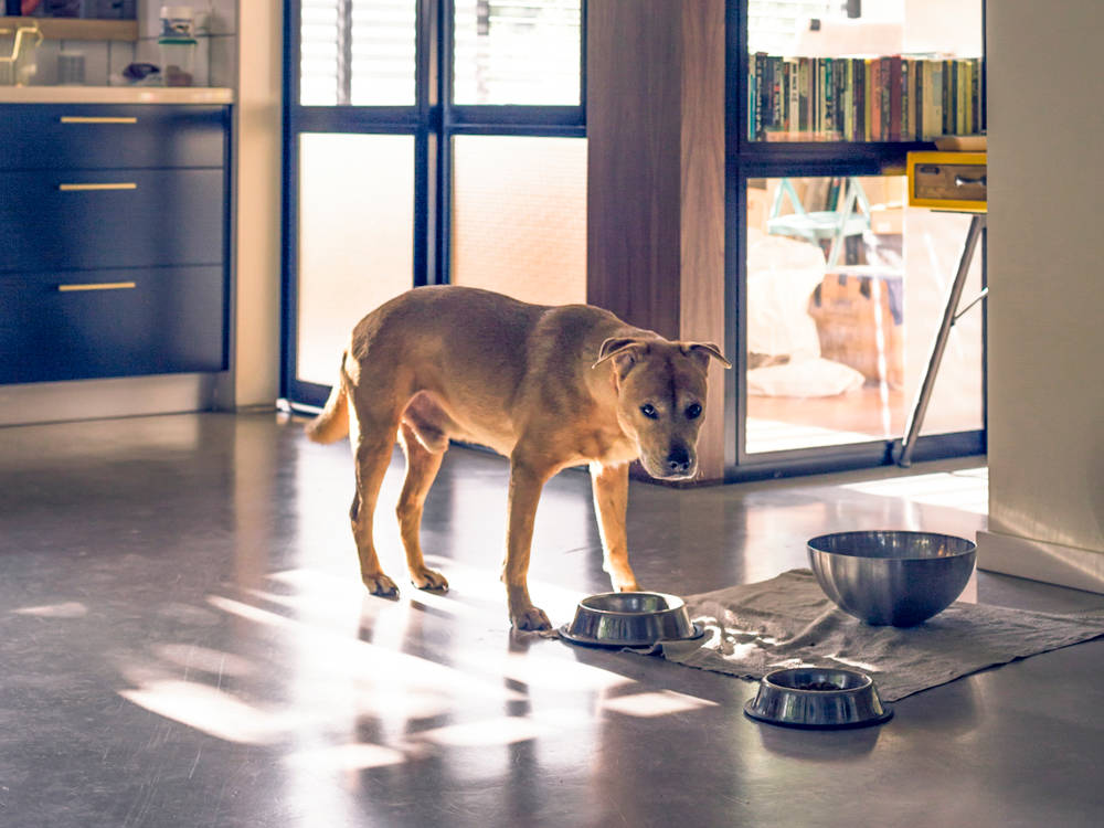 Your Dog's Anxiety Might Start in the Gut, Not the Brain
