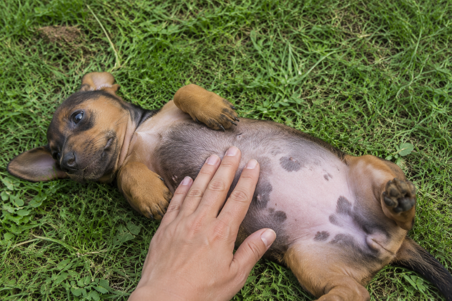 Black Spots on Your Dog's Skin: A 3-Step Triage Before You Panic