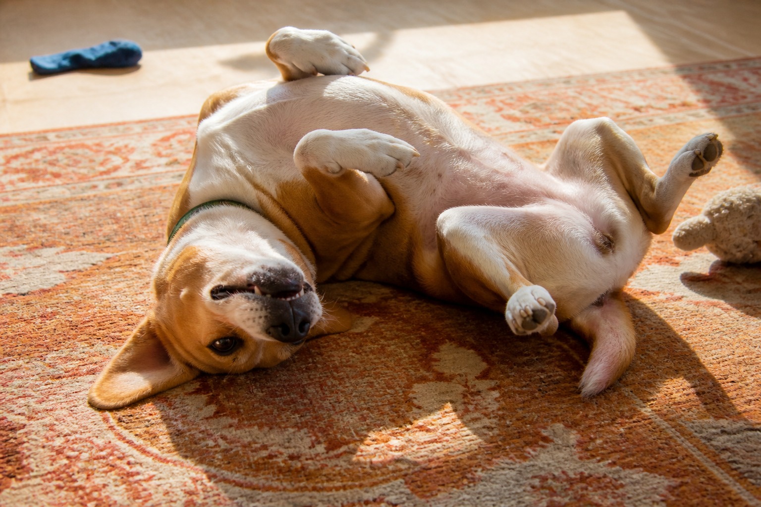 Belly Up Isn't Always 'Rub Me.' Read the Rest of the Dog.