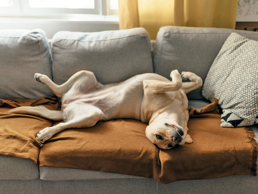 Belly Up Isn't Always 'Rub Me.' Read the Rest of the Dog.