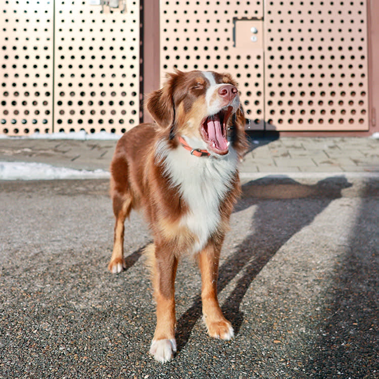 Your Dog Is Talking All Day. Here Are 11 Signals You're Misreading.