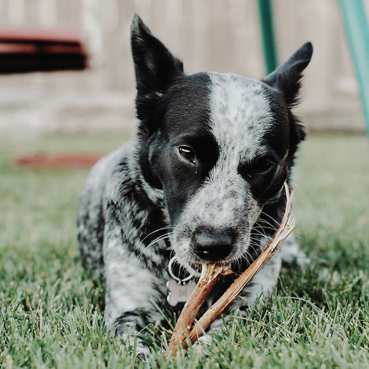 Every Dog Bone Fails in One of Two Ways. Learn Both and You'll Never Buy Wrong Again.