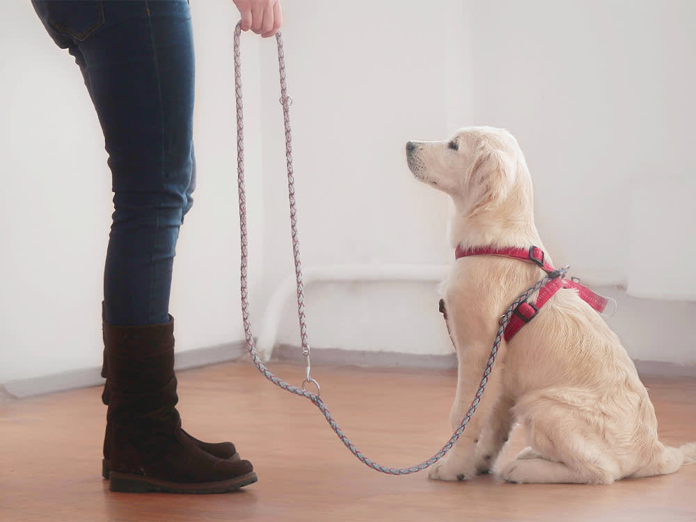 The 'Easy to Train' Breed Is Mostly a Myth. But These 11 Stack the Deck.