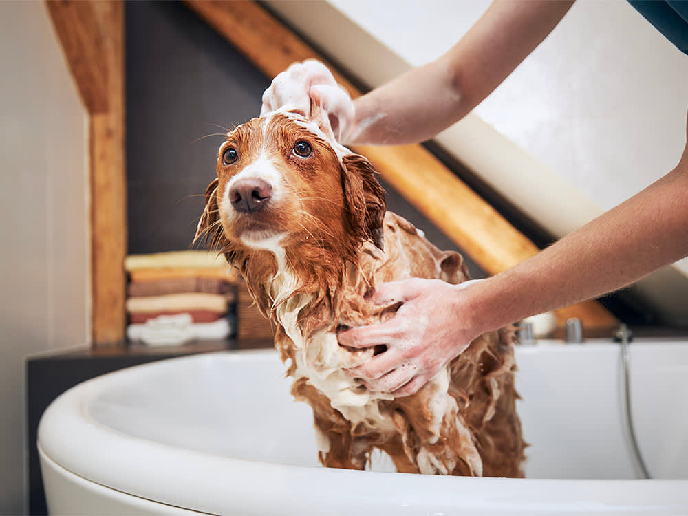The Best-Selling Dog Brush in America Is the Wrong One for Your Dog