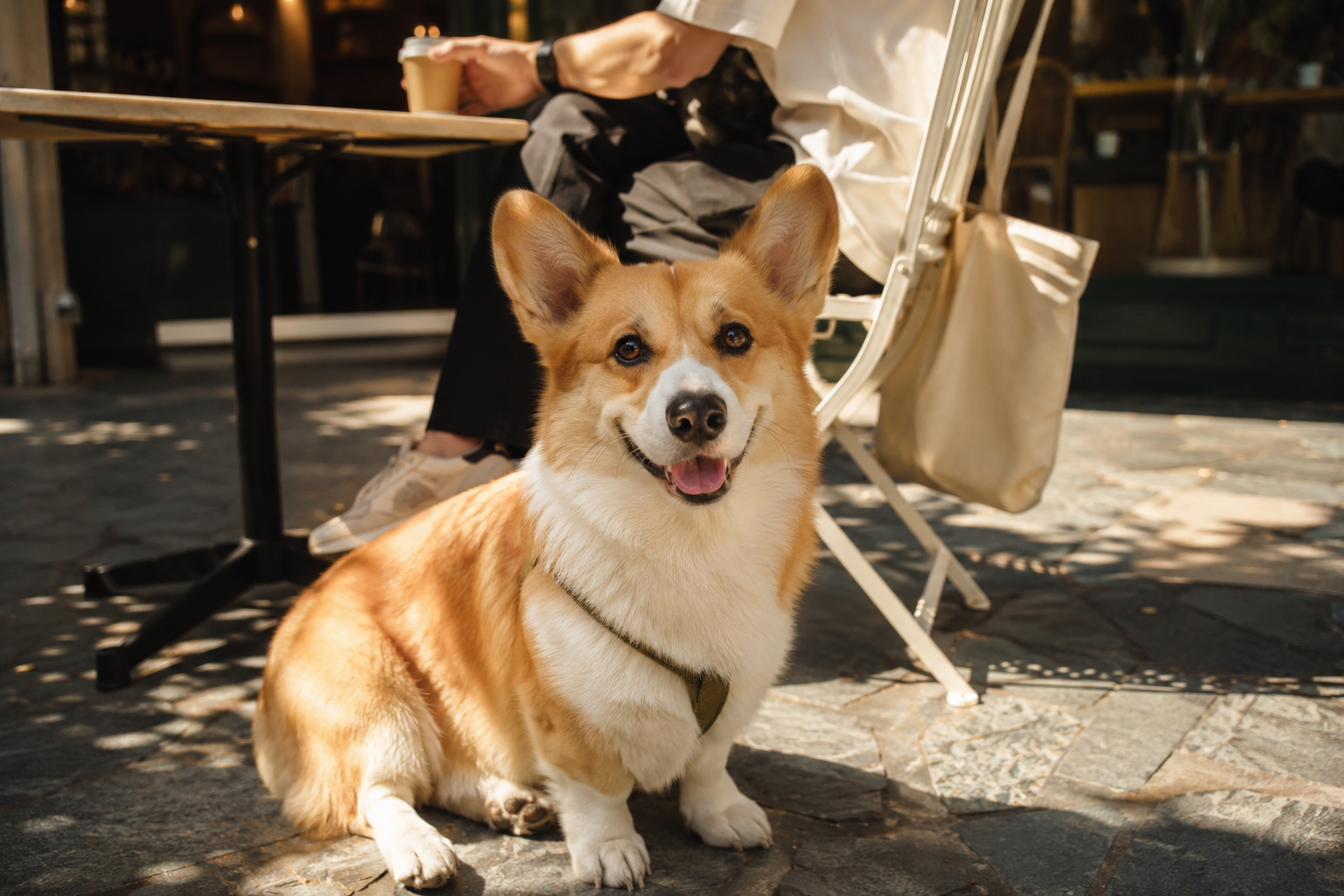 Forget the 'Places She Won't Go' Lists. 12 Cheap Dates Your Dog Is Thrilled to Take
