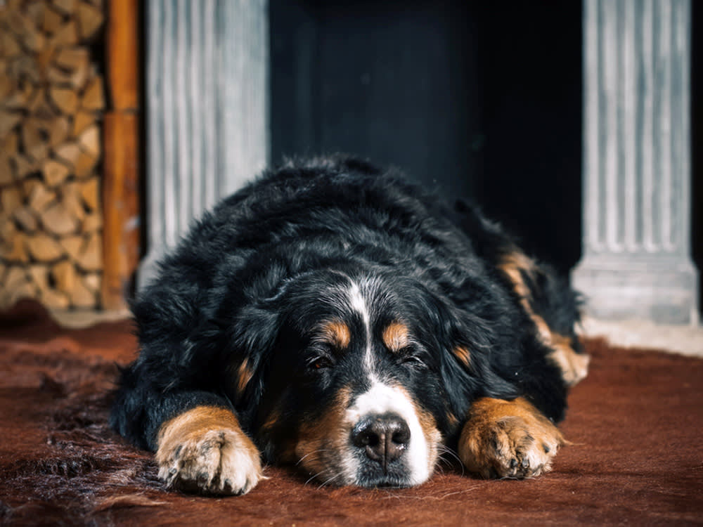You'd Expect Giant Breeds to Get the Most Cancer. A Big Study Says It's the Middle.