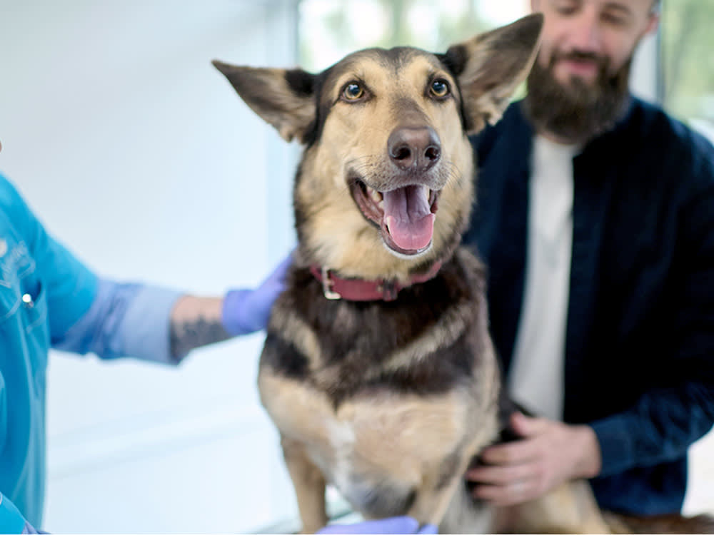 Your Healthy Pet Is a Walking Blood Bank. Almost No One Knows It