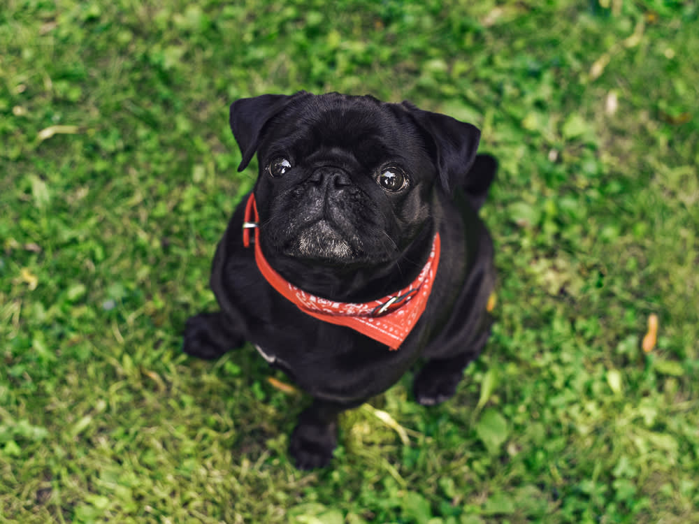 Cloudy Eyes in Dogs: Why It Usually Isn't a Cataract, and How to Tell