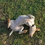 The 'Contentment Ceremony' Is Just Your Dog Being a Dog