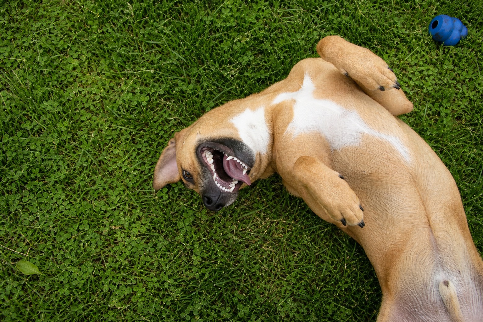 Your Dog's Bad Breath Is a Medical Report, Not a Personality Trait
