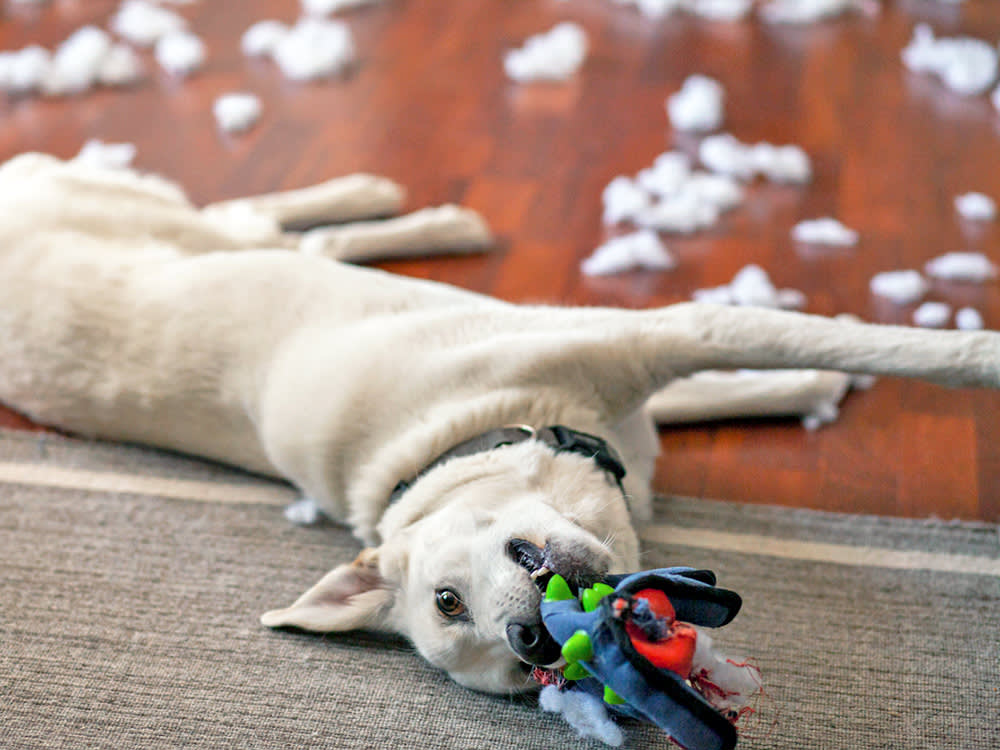 Your Dog Isn't Rejecting Your Gift. They're Finishing a Hunt.