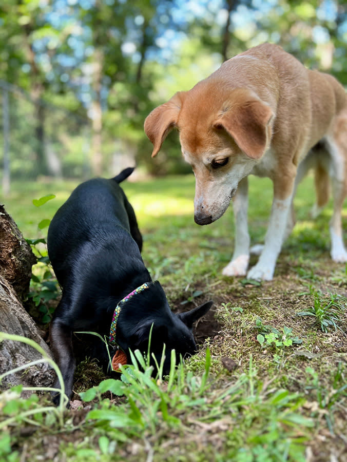 Your Monthly Chew Doesn't Kill Every Worm. Here's the Gap.