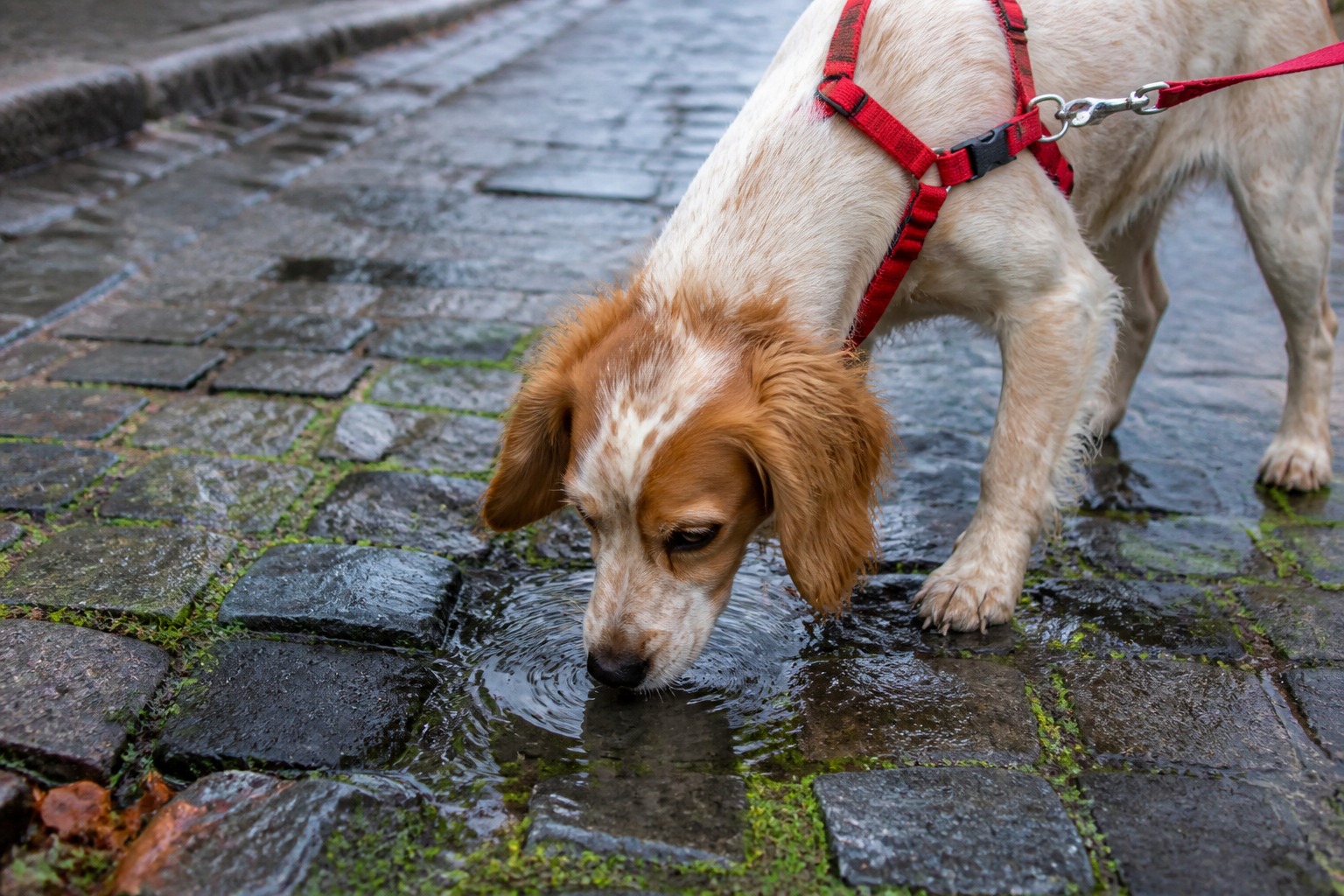 Your Dog Drinks From Puddles. There's a Parasite Waiting in Them.