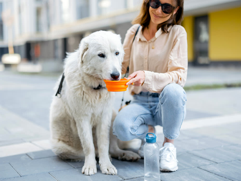 There's an Actual Number for 'My Dog Drinks Too Much Water'