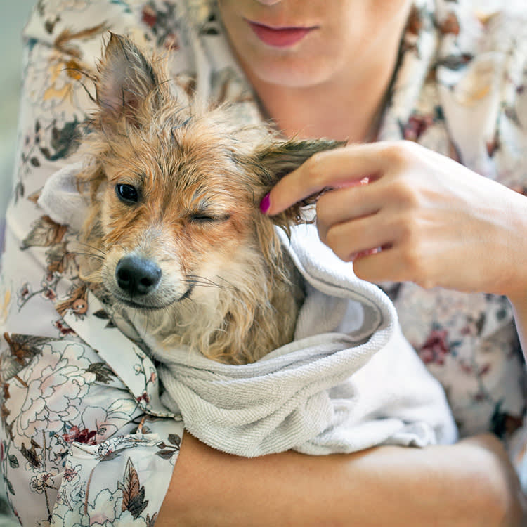 Your Dog Has an Ear Infection and Money's Tight. Read This First.