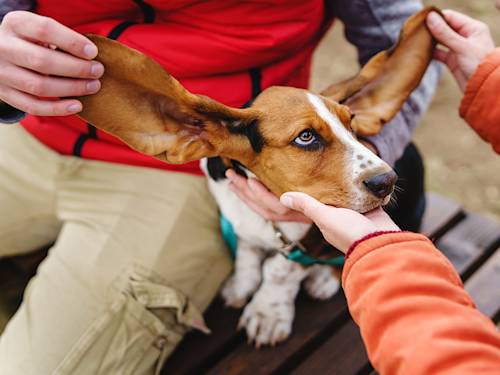 Your Dog's Ear Infection Keeps Coming Back for One Reason Most Owners Miss