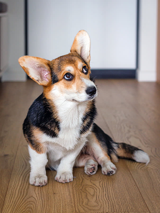 Your Dog's Ears Are Talking All Day. Here's the Translation.