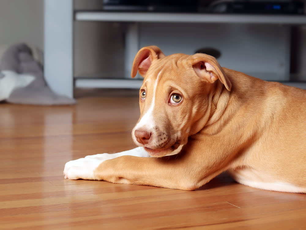 Your Dog Isn't Hungry. Your Litter Box Is Just Unlocked.