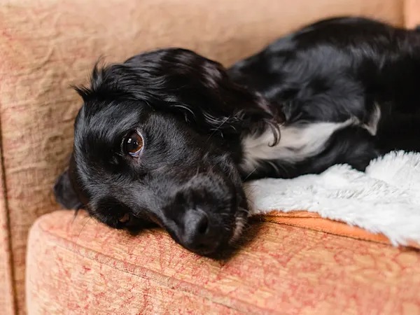 The 8 Dog Emergencies That Can't Wait Until Morning