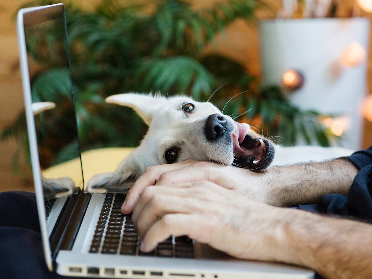 If Your Dog Needed Emergency Surgery Tomorrow, Could Your Sitter Say Yes?