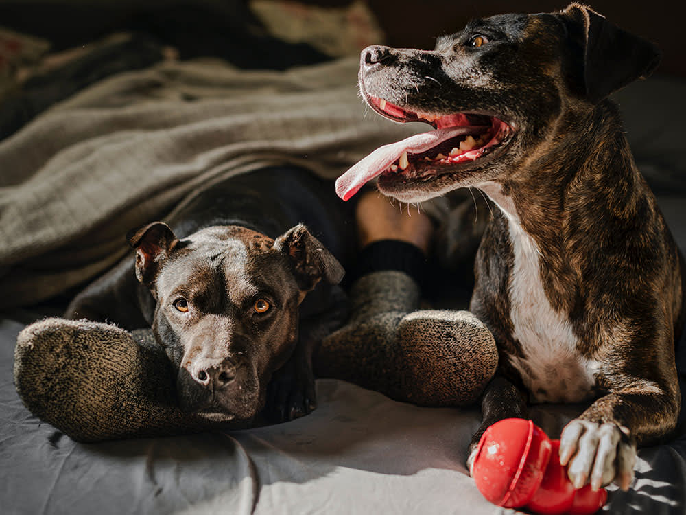 A Tired Dog Isn't the Goal. A Fulfilled One Is.