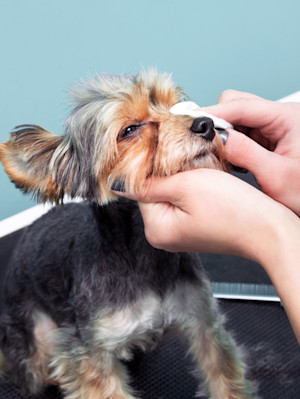 The Color of Your Dog's Eye Goop Is a Triage Map