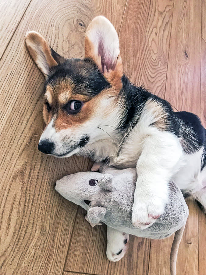 Your Dog's Favorite Toy Isn't a Toy. It's a Coping Tool, and You Can Use It.
