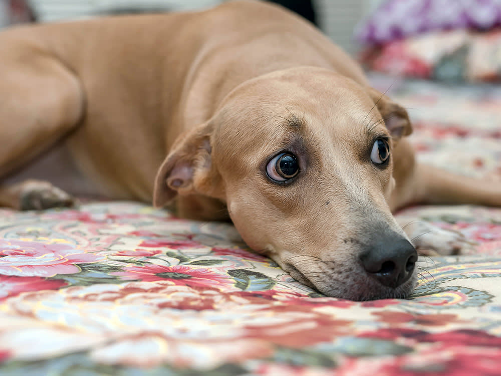Your Dog Isn't Holding a Grudge. Their Fear Memory Just Works Differently