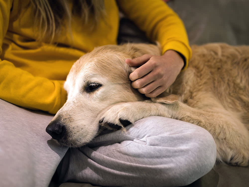 A Warm, Dry Nose Tells You Nothing. Here's How to Actually Know Your Dog Has a Fever.