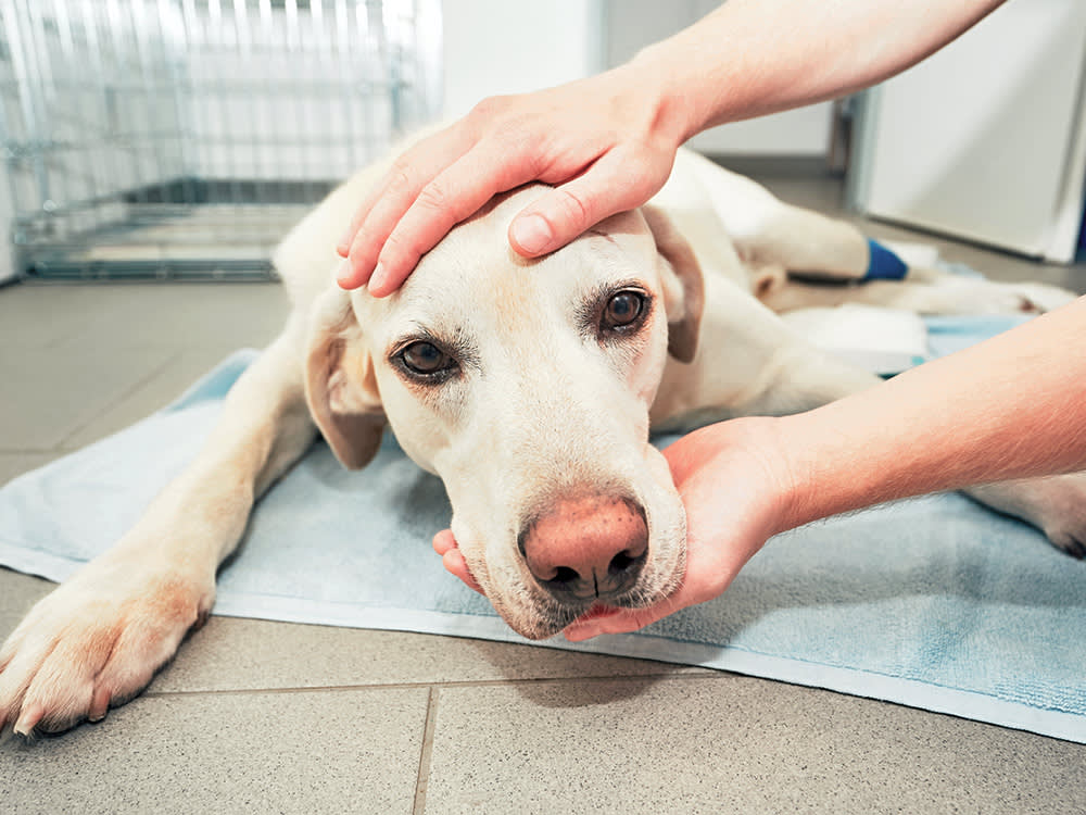 Dog Flu Is Usually Mild. In a Shelter, It Emptied Tampa's Kennels.