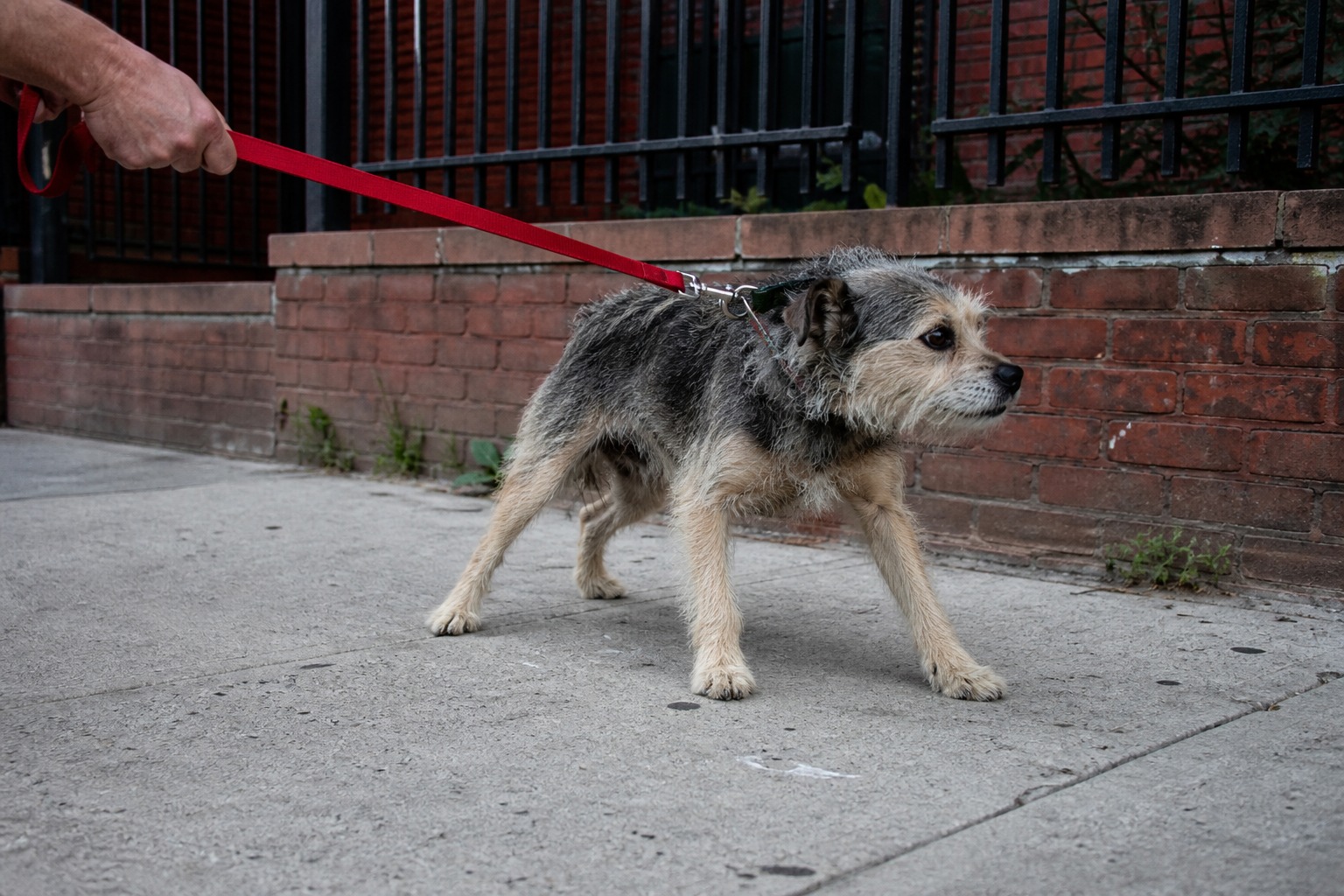 When Your Dog Turns to Stone on a Walk, Don't Pull. Read It.