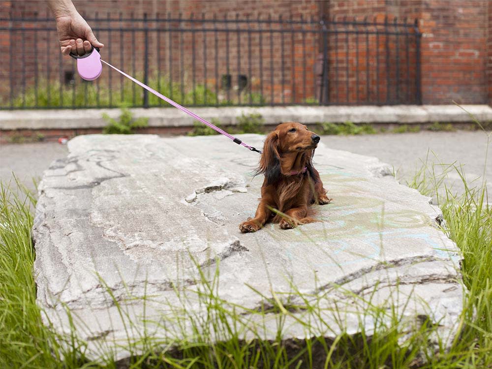 When Your Dog Turns to Stone on a Walk, Don't Pull. Read It.