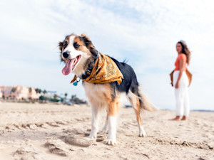The Famous Dog Beaches Are a Zoo. These 10 Hidden Ones Aren't.