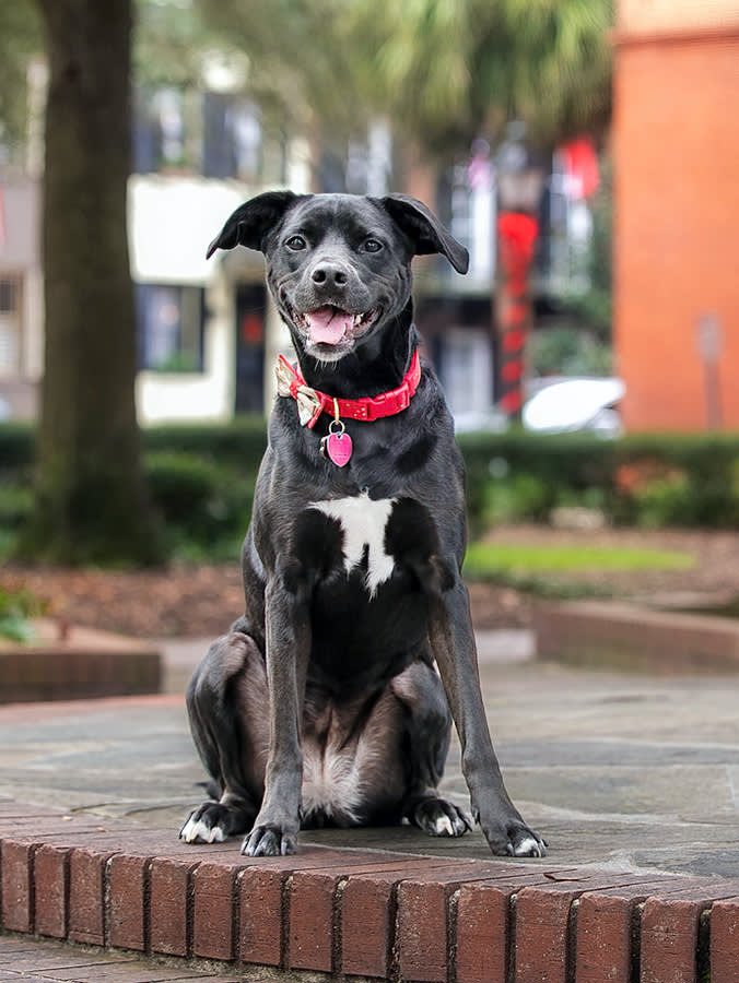 Charleston Is a Dog Town on a Clock. Miss the Hours and the Trip Falls Apart.