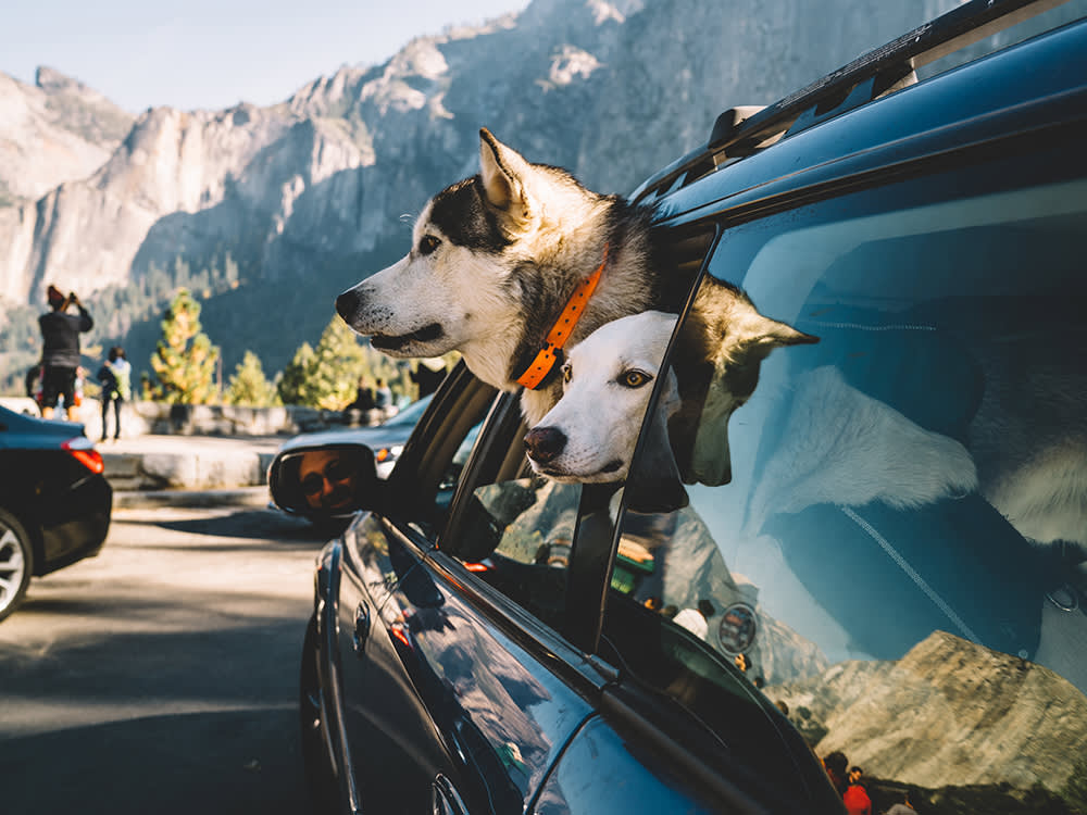 One Great Dog Trip in Every State (Without Botching the Logistics)