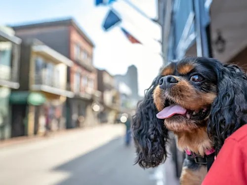 New Orleans Is a Great Dog Town. The Heat Is the Part Nobody Warns You About.