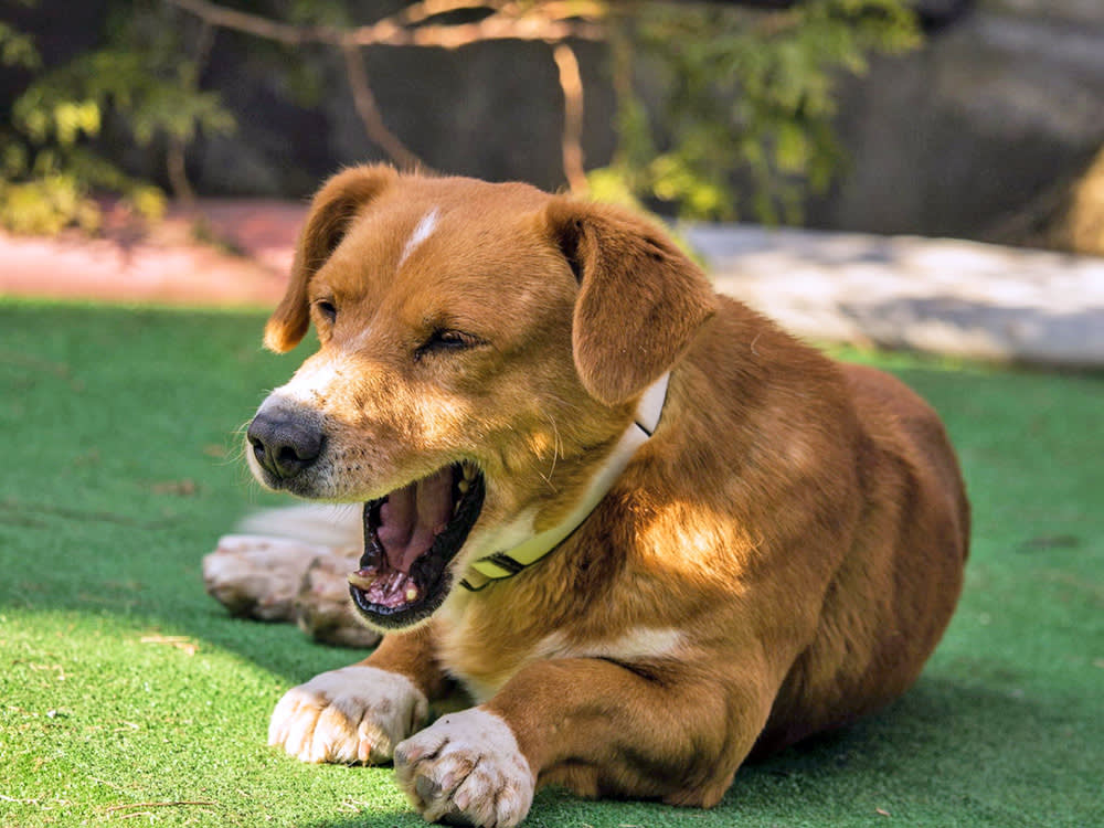 Your Dog Keeps Gagging but Nothing Comes Up. Don't Wait It Out.
