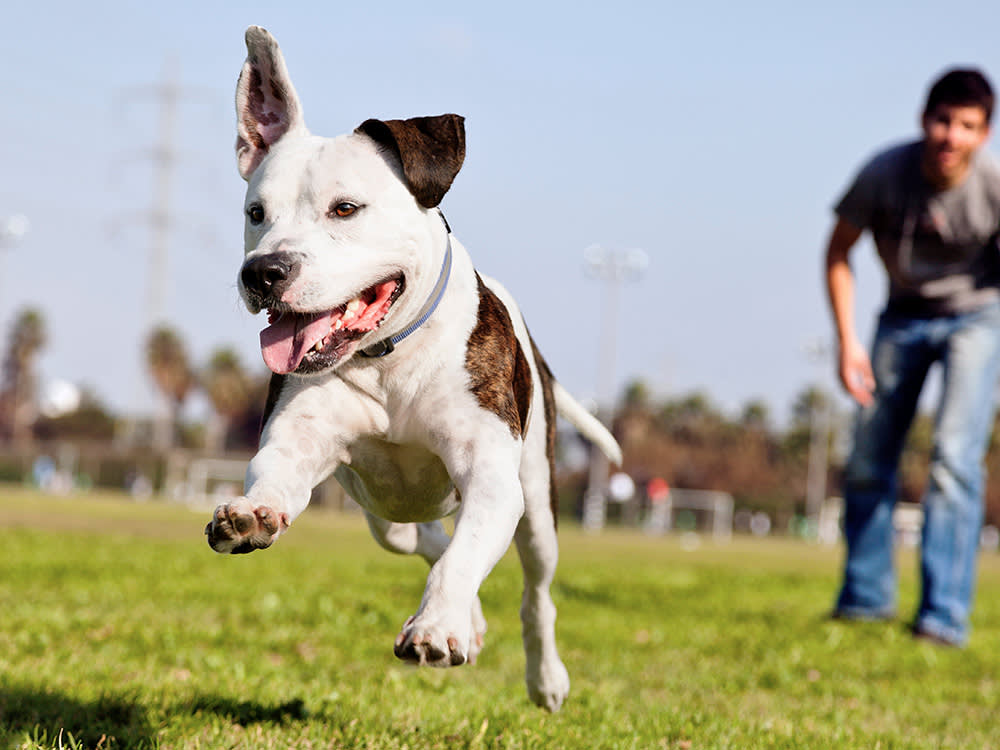 Your Dog's Joy Sends 86,000 People to the ER Every Year