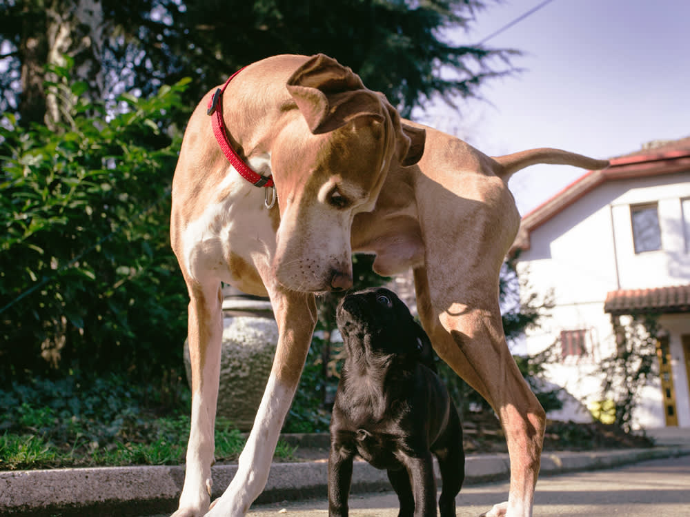 A Good Dog Greeting Lasts 6 Seconds. Stop Forcing the Rest.