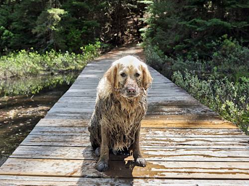 That 'Guilty Look' Isn't Guilt. It's a Read on You.