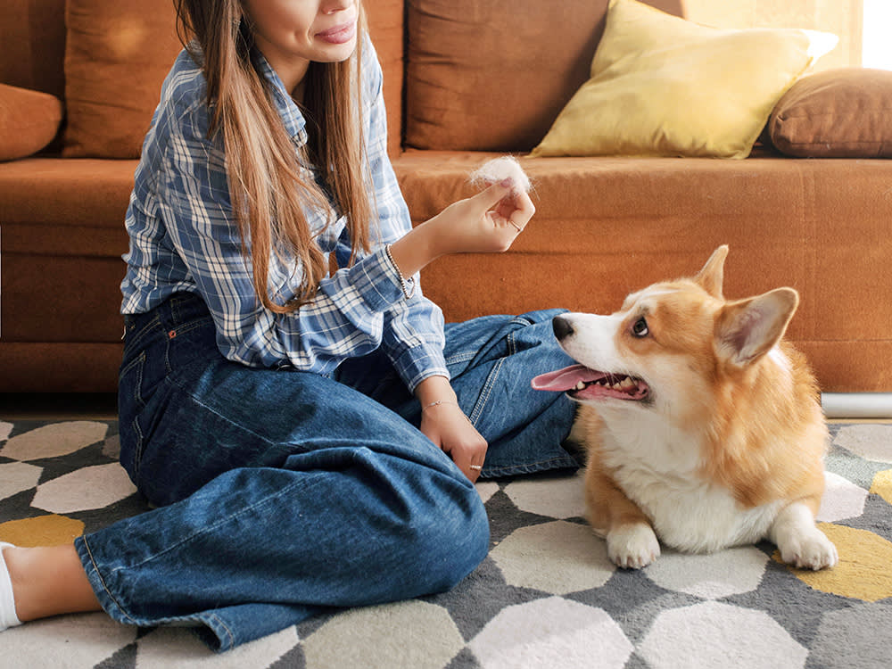 Most Dog Hair-Loss 'Remedies' Treat the Wrong Thing