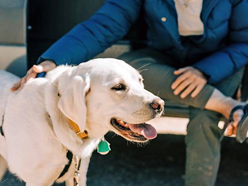 Dogs Almost Never Have Heart Attacks. Here's What Drops Them Instead.