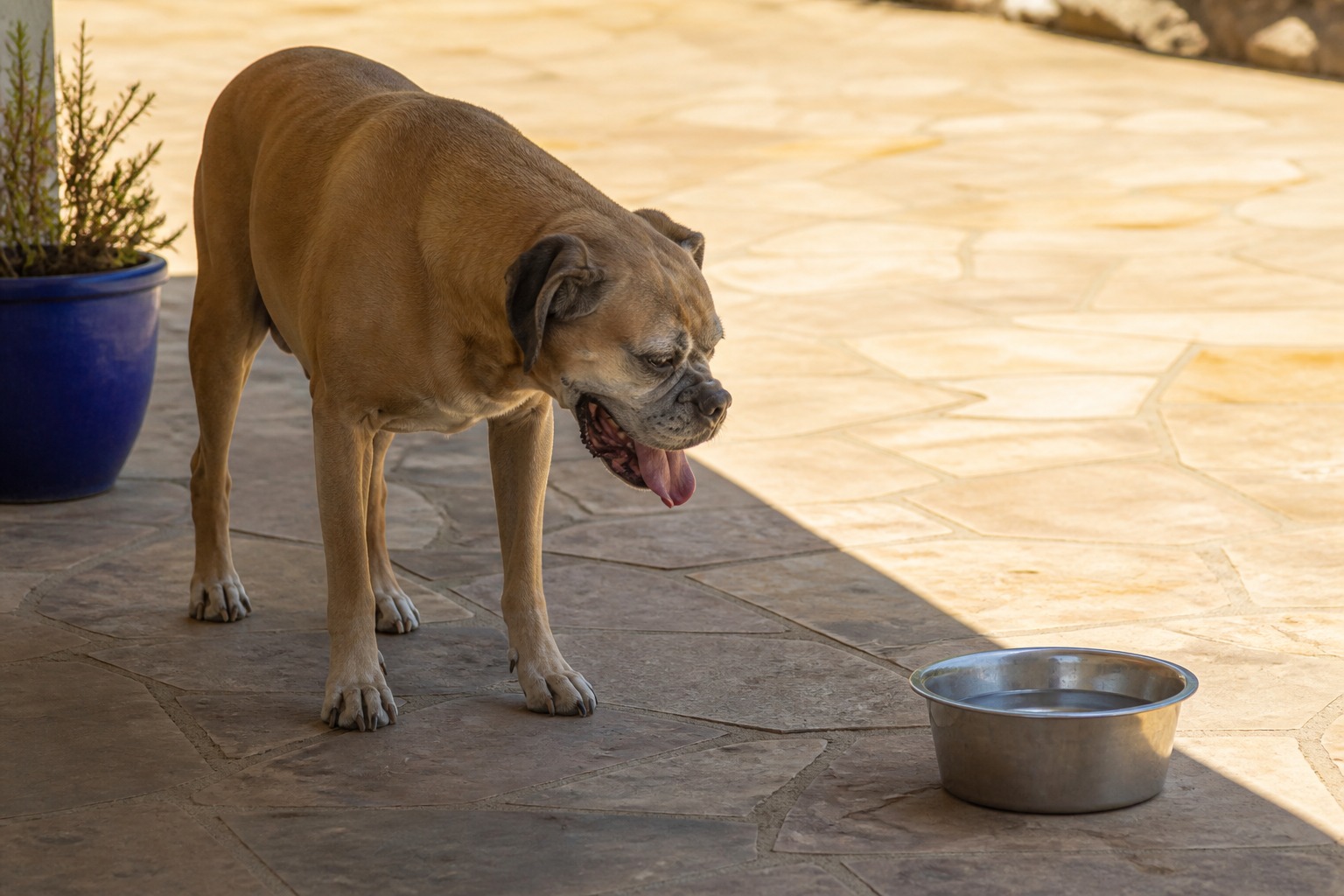 'Just a Quick Walk' Can Give Your Dog Heatstroke. Here's the Playbook.